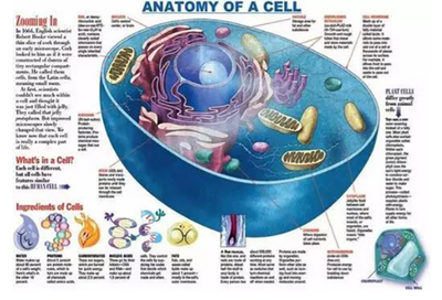 &ldquo;解讀&rdquo;鏈科技:全球首個(gè)哺乳動(dòng)物細(xì)胞圖譜在我國誕生